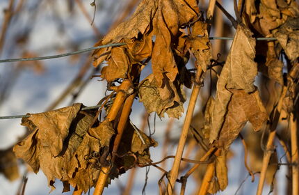 Weinreben im Rhonetal, Wallis